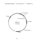 METHOD FOR MAKING INSULIN PRECURSORS AND INSULIN PRECURSOR ANALOGUES HAVING IMPROVED FERMENTATION YIELD IN YEAST diagram and image