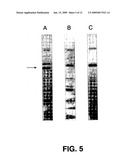 Virus purification methods diagram and image