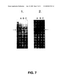 Virus purification methods diagram and image