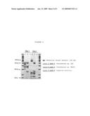 S-TRIAZINE-HERBICIDE-DEGRADING BACTERIA, PRODUCT FOR THE BIOREMEDIATION AND METHOD OF BIOREMEDIATION diagram and image