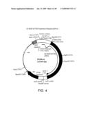 OPTIMIZED MESSENGER RNA diagram and image