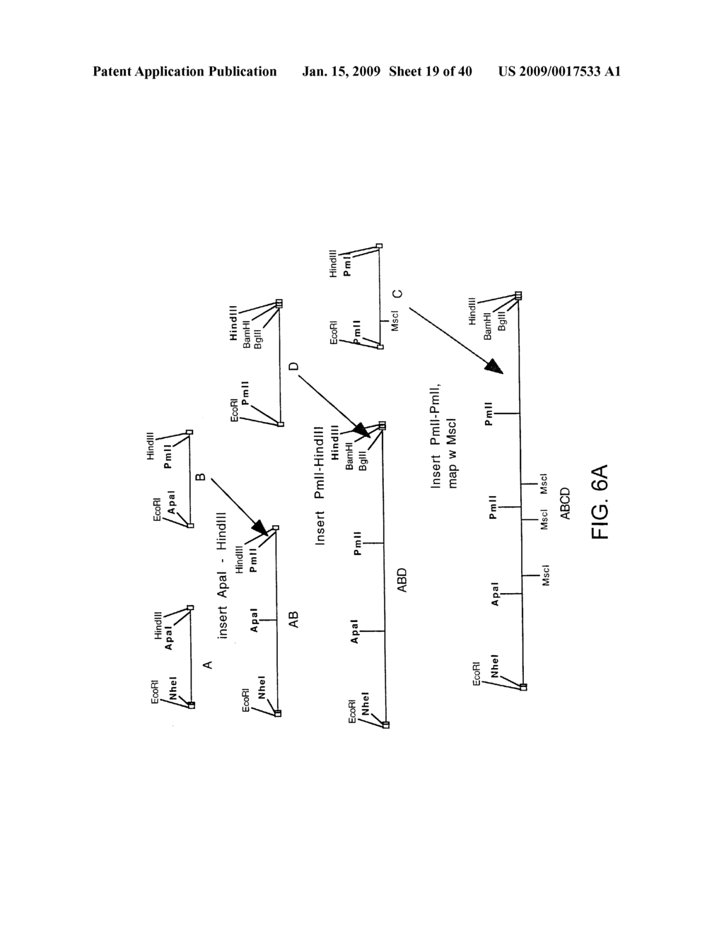 OPTIMIZED MESSENGER RNA - diagram, schematic, and image 20