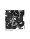 Methyl jasmonate decreases fruit detachment force of grapes diagram and image