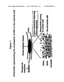 Apoptosis-Modulating Protein Therapy for Proliferative Disorders and Nanoparticles Containing the Same diagram and image