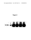 Apoptosis-Modulating Protein Therapy for Proliferative Disorders and Nanoparticles Containing the Same diagram and image