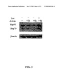 Combination Therapy with Triterpenoid Compounds and Proteasome Inhibitors diagram and image