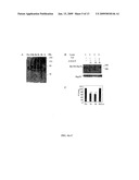 Combination Therapy with Triterpenoid Compounds and Proteasome Inhibitors diagram and image