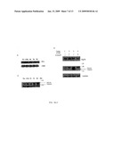 Combination Therapy with Triterpenoid Compounds and Proteasome Inhibitors diagram and image