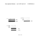 Combination Therapy with Triterpenoid Compounds and Proteasome Inhibitors diagram and image