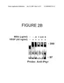 Combination methods of inhibiting tumor growth with a vascular endothelial growth factor receptor antagonist diagram and image