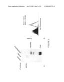 Antibodies that bind human protein tyrosine phosphatase beta (HPTPbeta) and uses thereof diagram and image