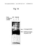 Method For Site-Specifically Introducing Non-Natural Amino Acid Into Protien Using Mitochondrial Protein and Method For Effectively Preparing Trna diagram and image