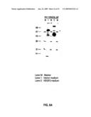 Vascular endothelial growth factor 2 diagram and image