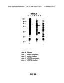 Vascular endothelial growth factor 2 diagram and image