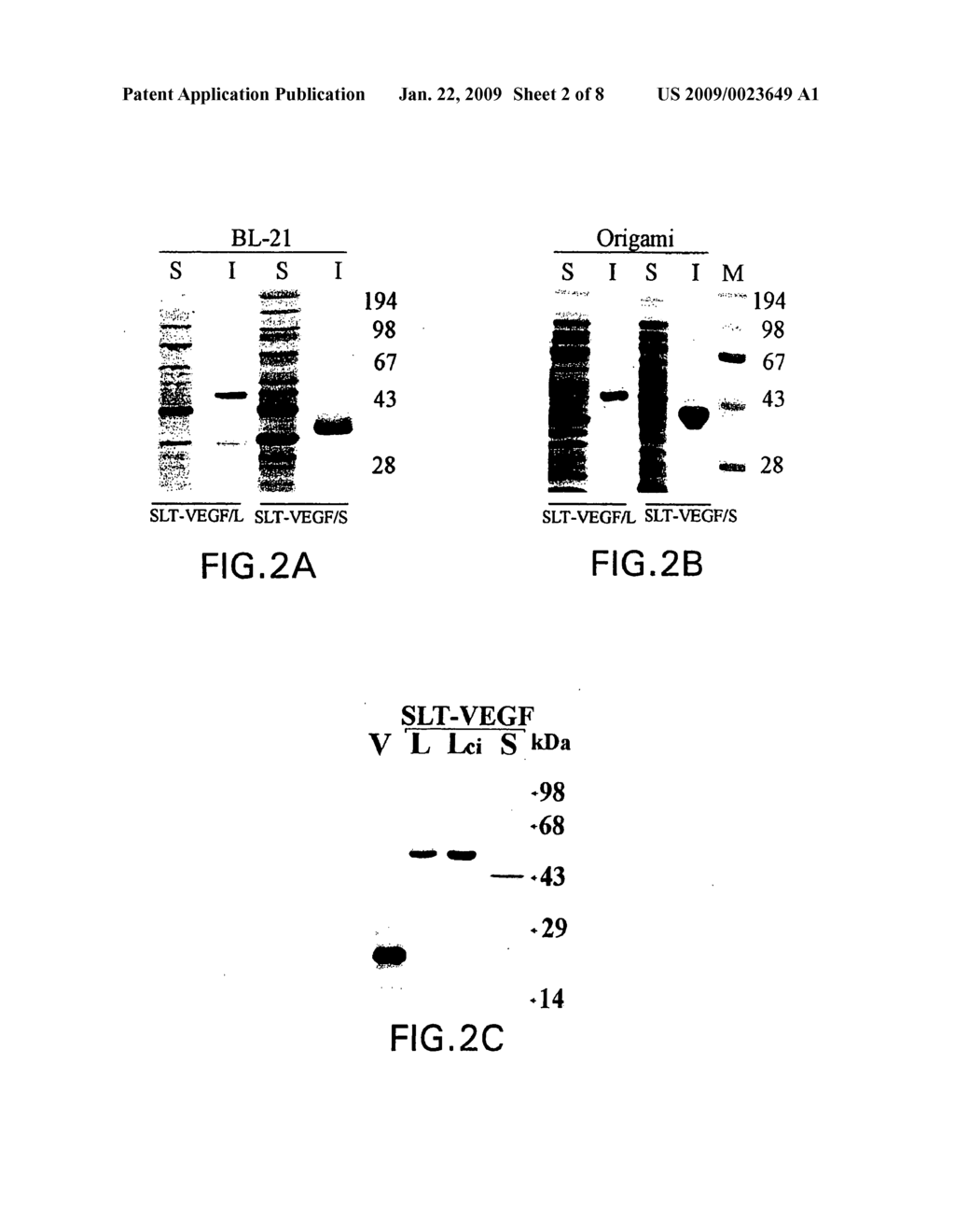 Recombinant proteins containing shiga-like toxin and vascular endothelial growth factor fragments - diagram, schematic, and image 03