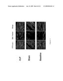 Methods for the Treatment of Sepsis and Sepsis-Associated Cardiac Dysfunction diagram and image