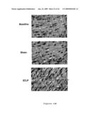 Methods for the Treatment of Sepsis and Sepsis-Associated Cardiac Dysfunction diagram and image