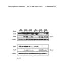 SHRNA AND SIRNA AND MIRNA EXPRESSION IN A LIVING ORGANISM UNDER CONTROL OF A CODON-OPTIMIZED REPRESSOR GENE diagram and image