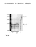 SHRNA AND SIRNA AND MIRNA EXPRESSION IN A LIVING ORGANISM UNDER CONTROL OF A CODON-OPTIMIZED REPRESSOR GENE diagram and image