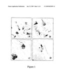 METHODS FOR PLANT REGENERATION, TRANSFORMATION AND PRODUCTION OF INSECT RESISTANT TRANSGENIC OKRA diagram and image