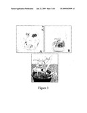 METHODS FOR PLANT REGENERATION, TRANSFORMATION AND PRODUCTION OF INSECT RESISTANT TRANSGENIC OKRA diagram and image