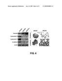 Compositions and methods for targeted tumor therapy diagram and image