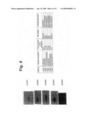 Novel Antibodies Directed to the Mammalian Eag1 Ion Channel Protein diagram and image