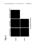 Novel Antibodies Directed to the Mammalian Eag1 Ion Channel Protein diagram and image