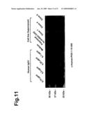 Novel Antibodies Directed to the Mammalian Eag1 Ion Channel Protein diagram and image