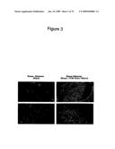 Antagonists Specific For Denatured Collagen And Methods Of Using Same diagram and image