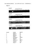 Detection of human papilloma virus diagram and image