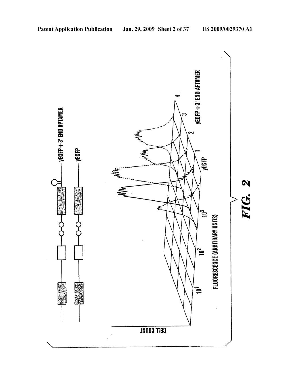 REAL TIME NUCLEIC ACID DETECTION IN VIVO USING PROTEIN COMPLEMENTATION - diagram, schematic, and image 03