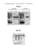 METHOD FOR EFFECTIVELY MEASURING THE ACTIVITY OF CYTOTOXIC T LYMPHOCYTES IN HUMAN AND OUT-BRED ANIMALS diagram and image