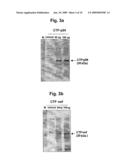 METHOD FOR EFFECTIVELY MEASURING THE ACTIVITY OF CYTOTOXIC T LYMPHOCYTES IN HUMAN AND OUT-BRED ANIMALS diagram and image