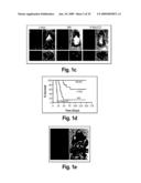 Orthotopic and genetically tractable non-human animal model for liver cancer and the uses thereof diagram and image