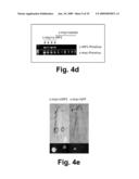 Orthotopic and genetically tractable non-human animal model for liver cancer and the uses thereof diagram and image