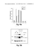 Orthotopic and genetically tractable non-human animal model for liver cancer and the uses thereof diagram and image