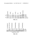 Targeting Host Proteinases as a Therapeutic Strategy Against Viral and Bacterial Pathogens diagram and image