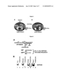 Tumor Treatment with Gliotoxin Derivatives diagram and image