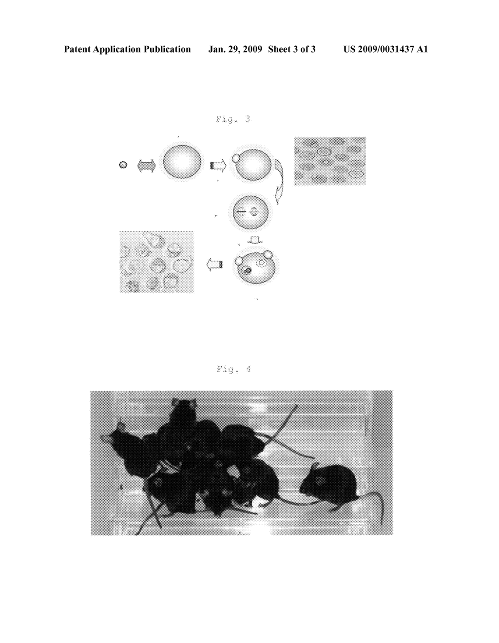 Method of constructing nucleus-implanted egg, parthenogenetic embryo and parthenogenetic mammal - diagram, schematic, and image 04