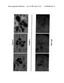 GTP Binding Stress-Related Proteins and Methods of use in Plants diagram and image