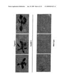 GTP Binding Stress-Related Proteins and Methods of use in Plants diagram and image