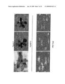 GTP Binding Stress-Related Proteins and Methods of use in Plants diagram and image