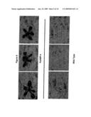 GTP Binding Stress-Related Proteins and Methods of use in Plants diagram and image