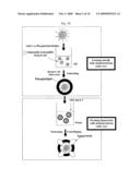 BIOMIMETIC IRON-OXIDE-CONTAINING LIPOPROTEIN AND RELATED MATERIALS diagram and image