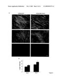 Methods and formulations for protecting cells, and for treating diseases and conditions by optimizing the intracellular concentration of NAD diagram and image