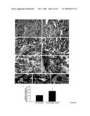 Methods and formulations for protecting cells, and for treating diseases and conditions by optimizing the intracellular concentration of NAD diagram and image