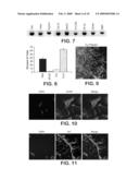 DERIVATION OF NEURAL STEM CELLS FROM EMBRYONIC STEM CELLS AND METHODS OF USE THEREOF diagram and image