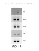 DERIVATION OF NEURAL STEM CELLS FROM EMBRYONIC STEM CELLS AND METHODS OF USE THEREOF diagram and image