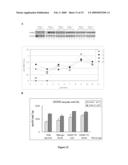 Glycine N-methyltransferase (GNMT) Animal model and use thereof diagram and image